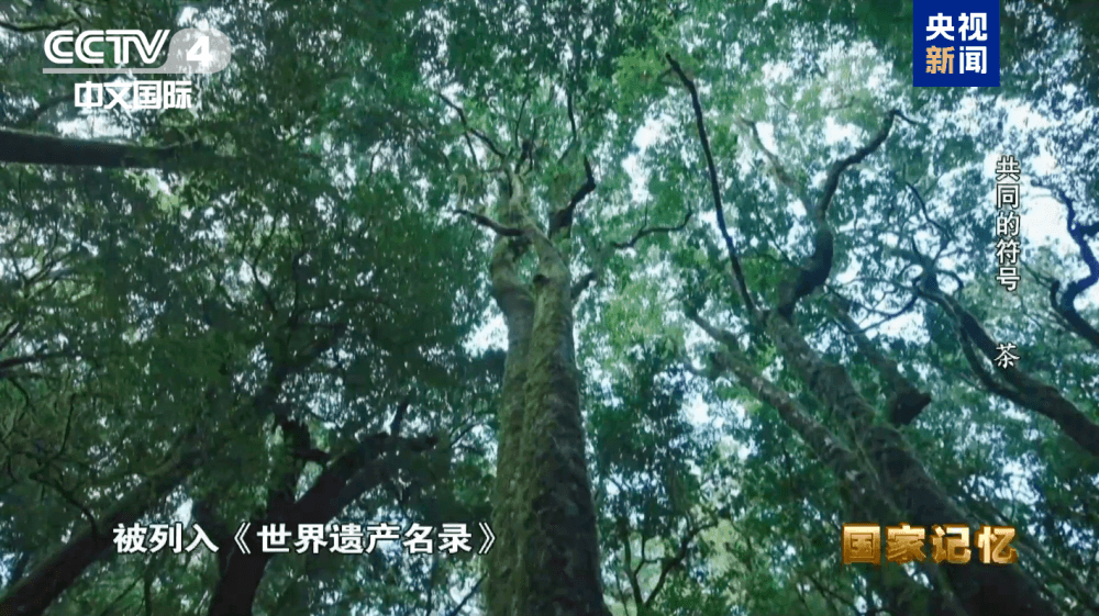 百花齐放的茶文化，看各民族怎样喝
