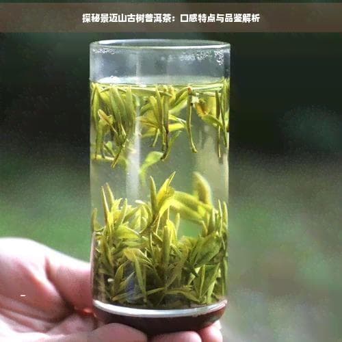 探秘景迈山古树普洱茶：口感特点与品鉴解析