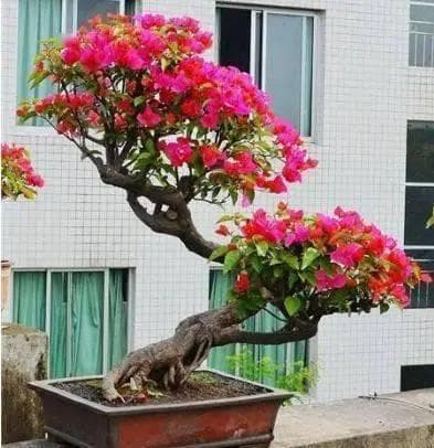 三角梅真的需要“控水促花”？别傻了，做好“这3点”才是关键