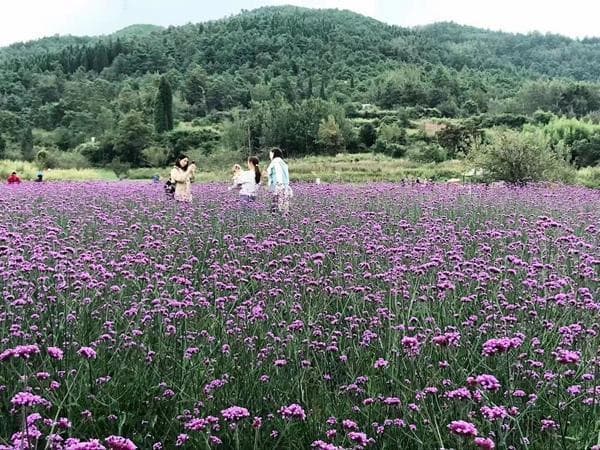 夏天可以种茉莉花籽吗？专家给出专业建议