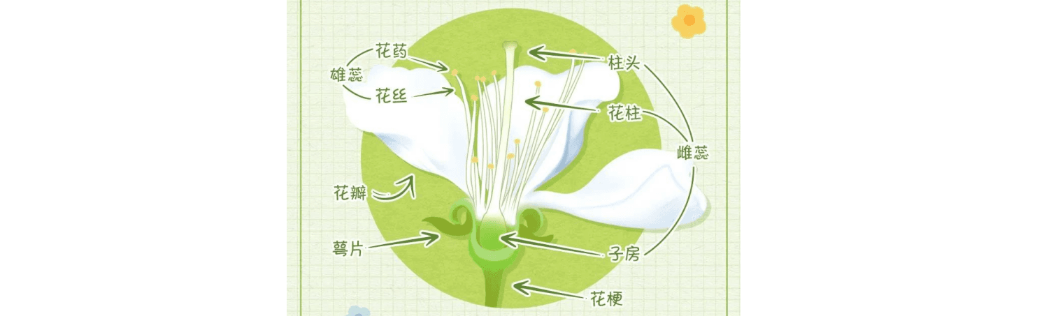 春季识花流程图：梅杏桃樱李梨海棠