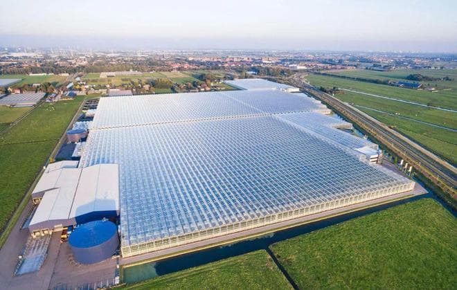 揭秘荷兰温室农业：高度工业化背后的集约化与专业化生产奇迹
