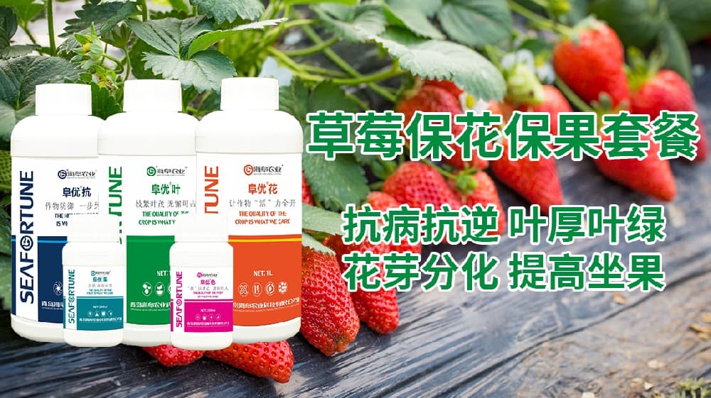 怎样让草莓多结果 草莓高产秘诀