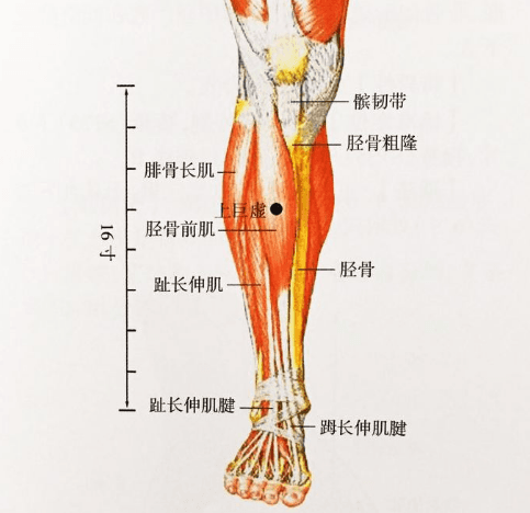胫骨解剖结构与相关疾病治疗详解