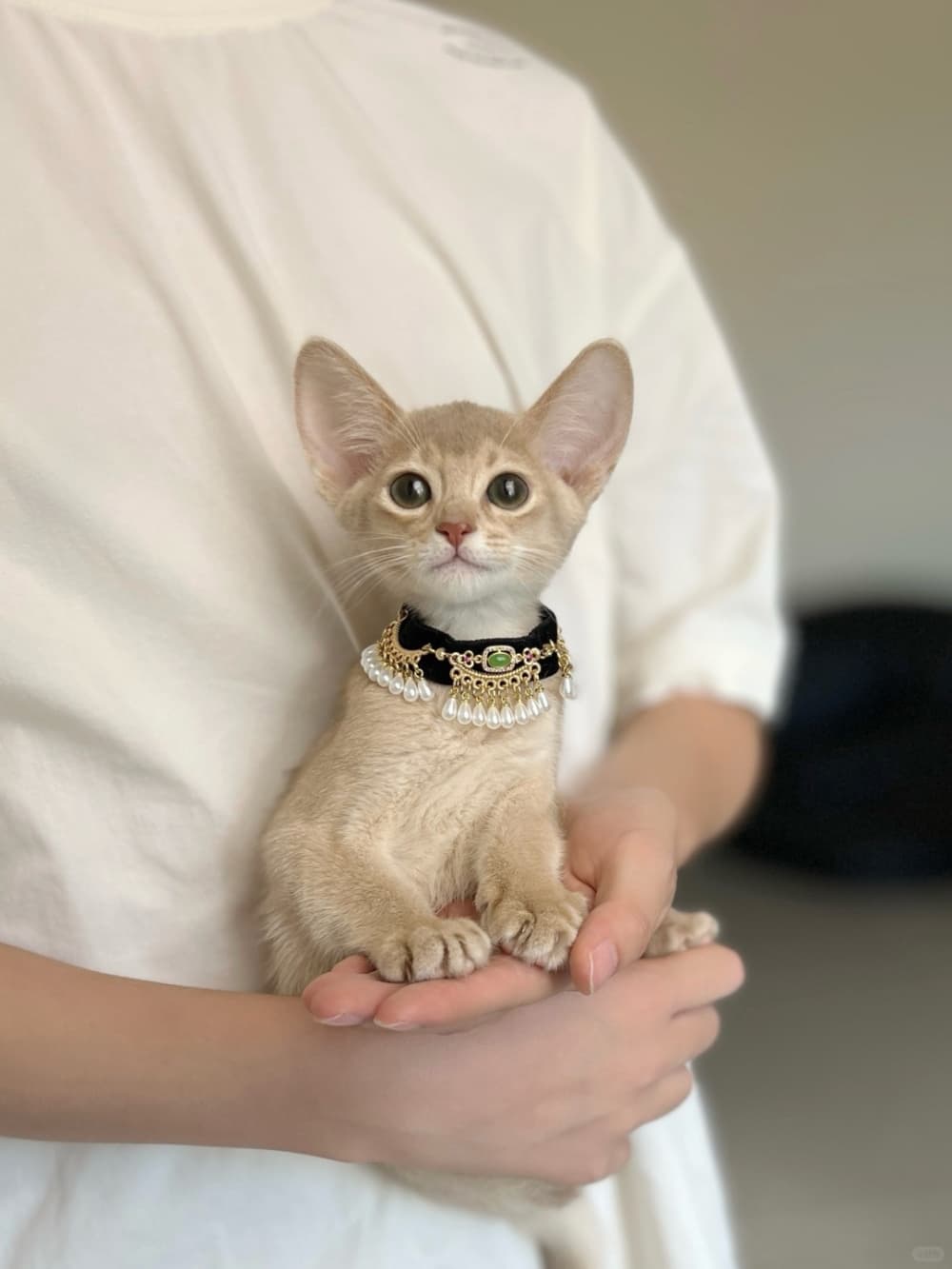 【猫咪行为】猫咪6大坏习惯好烦恼！破坏家具/乱咬东西/喝马桶水（附矫正方法）