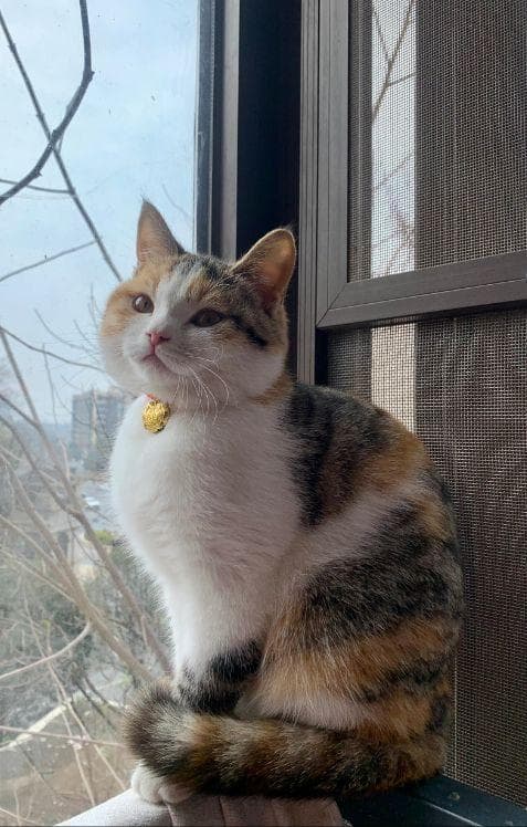 土猫接种猫三联：不可或缺的健康守护