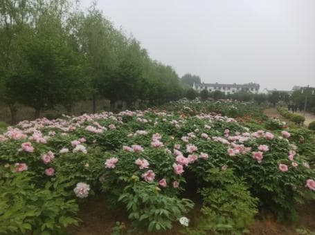 牡丹陆续绽放 方城德云山景区迎来“花海人潮”