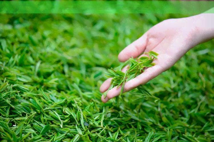 养生壶煮茶的时间及各类型茶叶的泡制方法全面解析