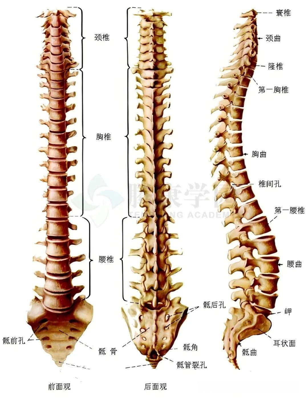 脊柱侧弯的病因、评估及训练动作