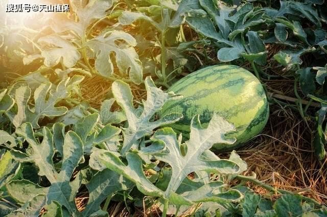 怎样选购西瓜种子