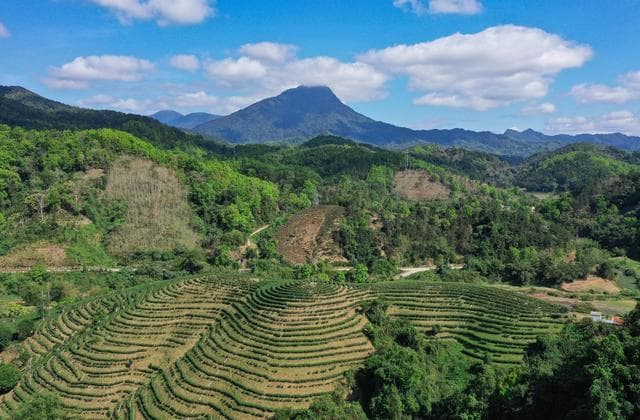 海南五指山：早春茶园