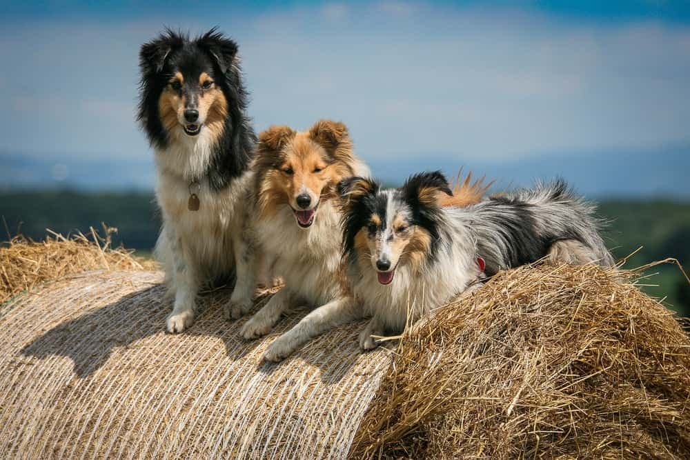 喜乐蒂牧羊犬：一种聪明、活跃且乐于学习的犬种