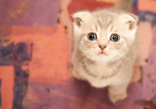 猫咪怀孕应预防猫咪流产