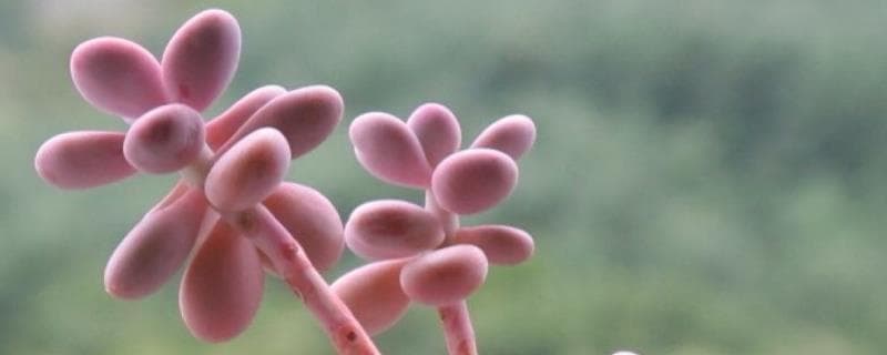 抗寒抗旱用什么肥？这些植物也能轻松应对恶劣环境