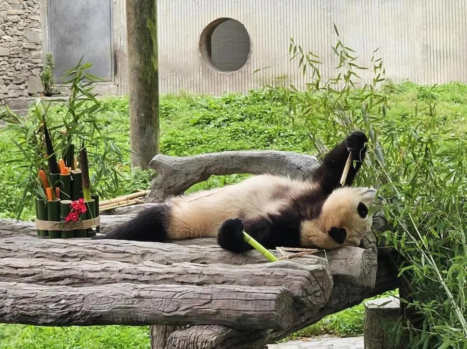天才大熊猫福宝：智商超乎想象，展现独特学习魅力