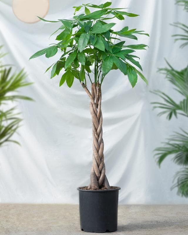 发财树的叶子发黄干枯掉落什么原因？如何解决这些问题？