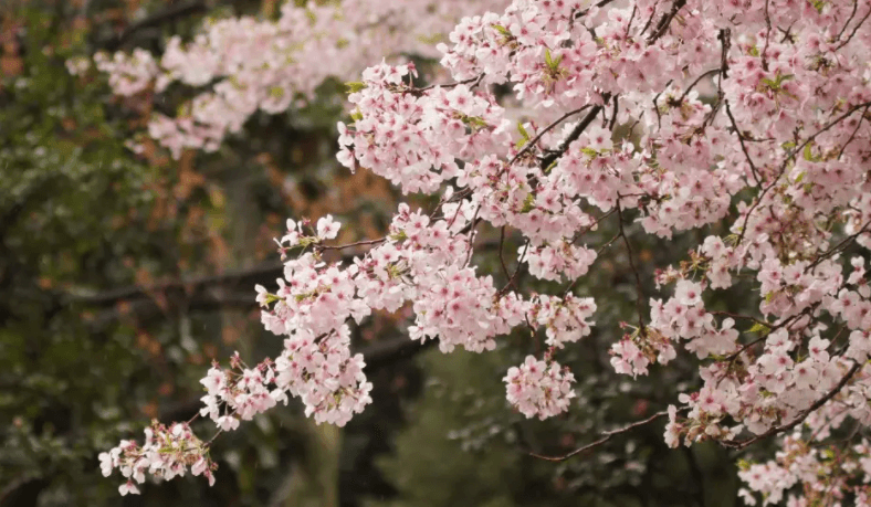 樱花花语及寓意