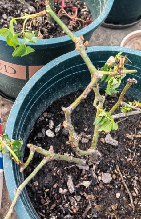 新买的花苗总是养不活？新手花友必看的养护指南