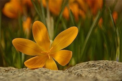 长寿花放办公桌什么位置最合适？长寿花养护要点