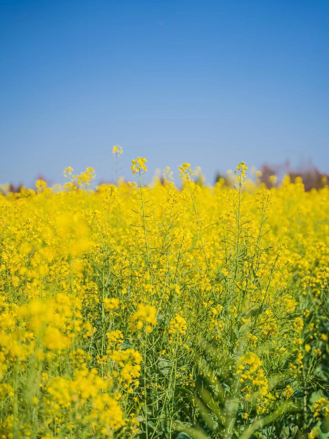 最全昆明周边油菜花观赏攻略
