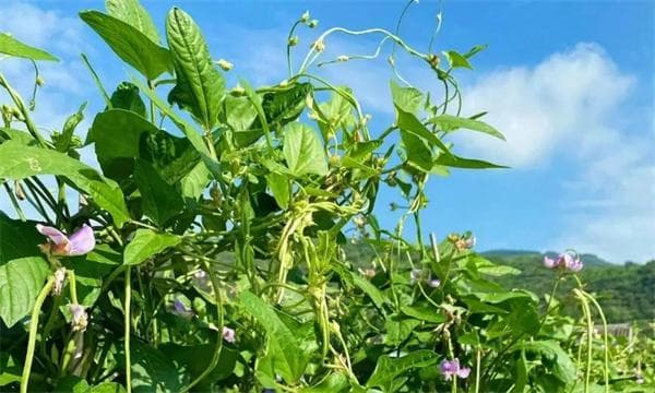 根据农作物对温度的要求，农作物可分为哪些类型