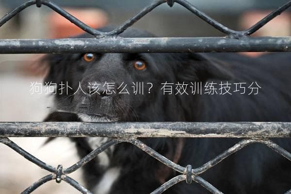 狗狗扑人该怎么训？有效训练技巧分享与注意事项