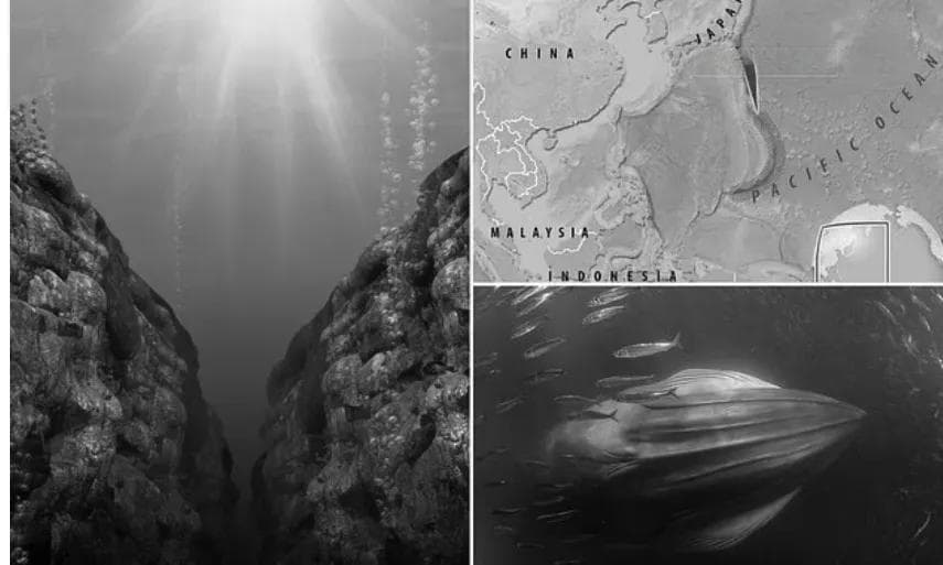 科学家终于揭开太平洋深渊“外星”噪音之谜