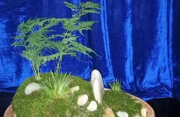 文竹能不能用白糖水浇？（文竹的养护技巧和注意事项）