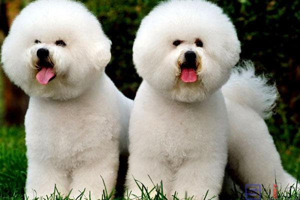 比熊犬百科：从历史渊源到饲养指南