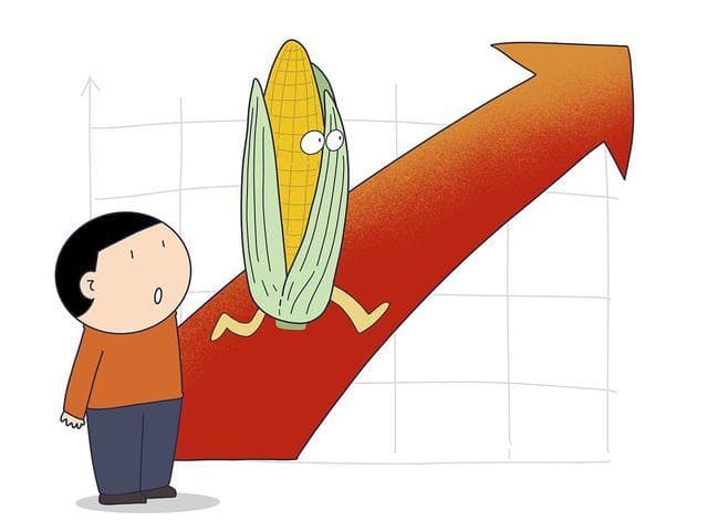 上半年玉米价格跌1.62%，下半年有望反弹至2550元