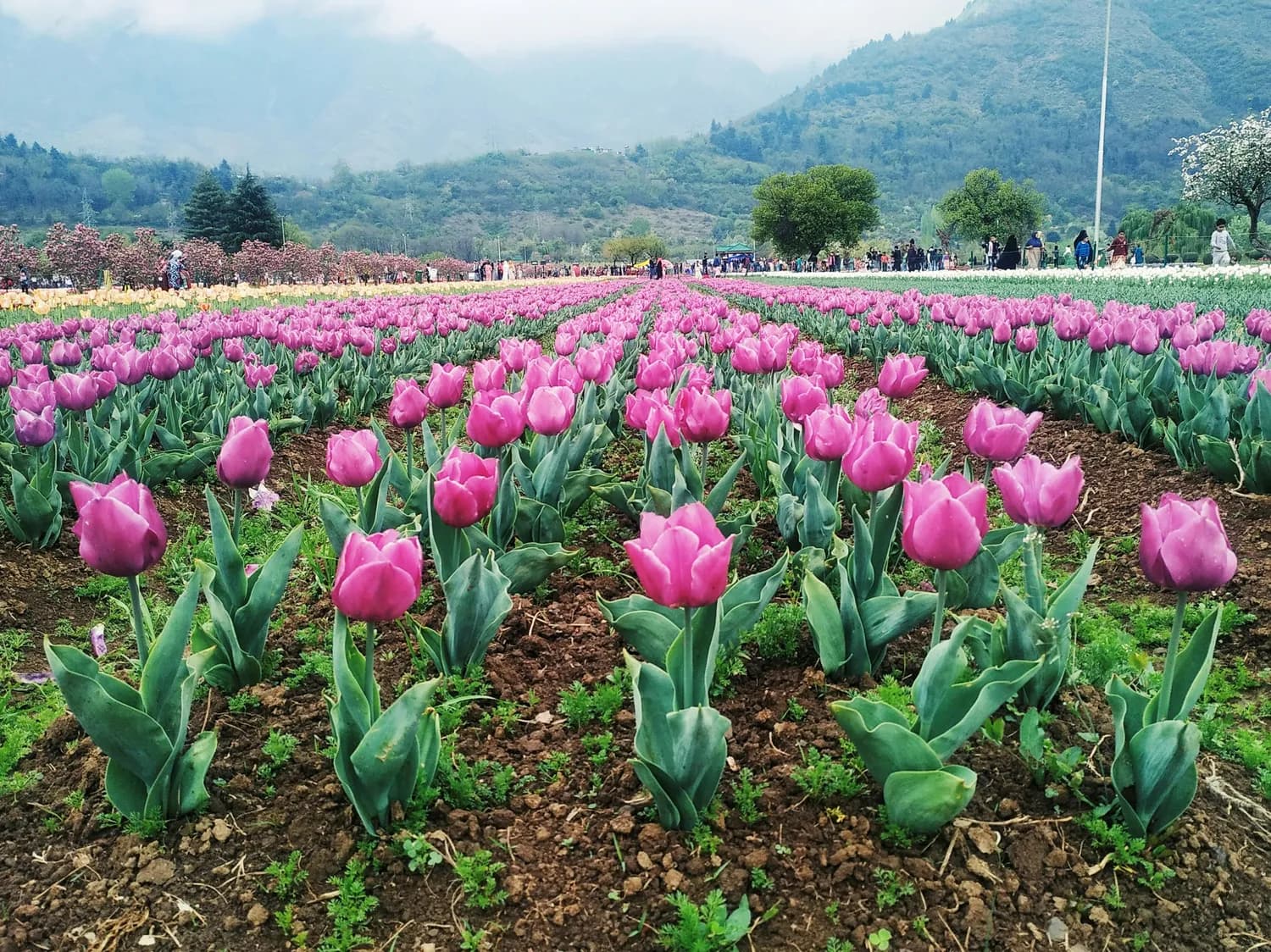 林芝桃花节火爆出圈！文旅融合带动经济发展