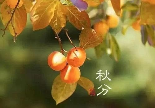 秋分节气的特点和风俗饮食有哪些