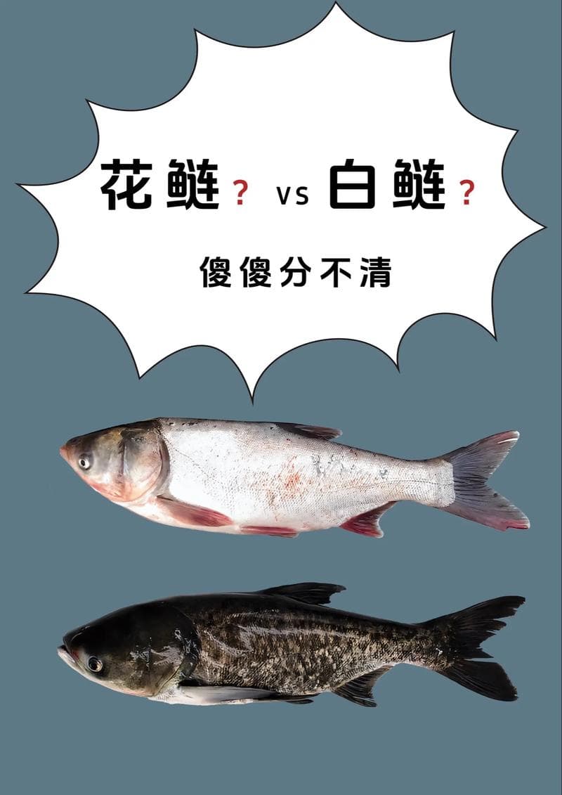 花鲢白鲢哪个对水质要求高（胖头鱼是花鲢吗）