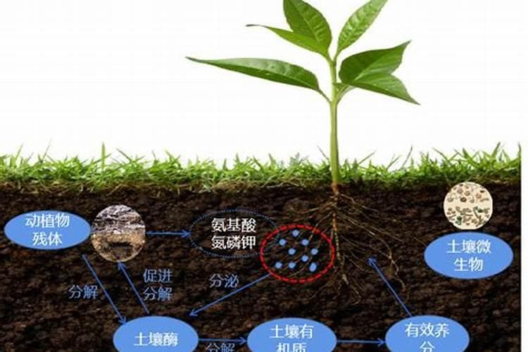 土壤的养分宝库：探究腐植酸在种植作物中的关键作用