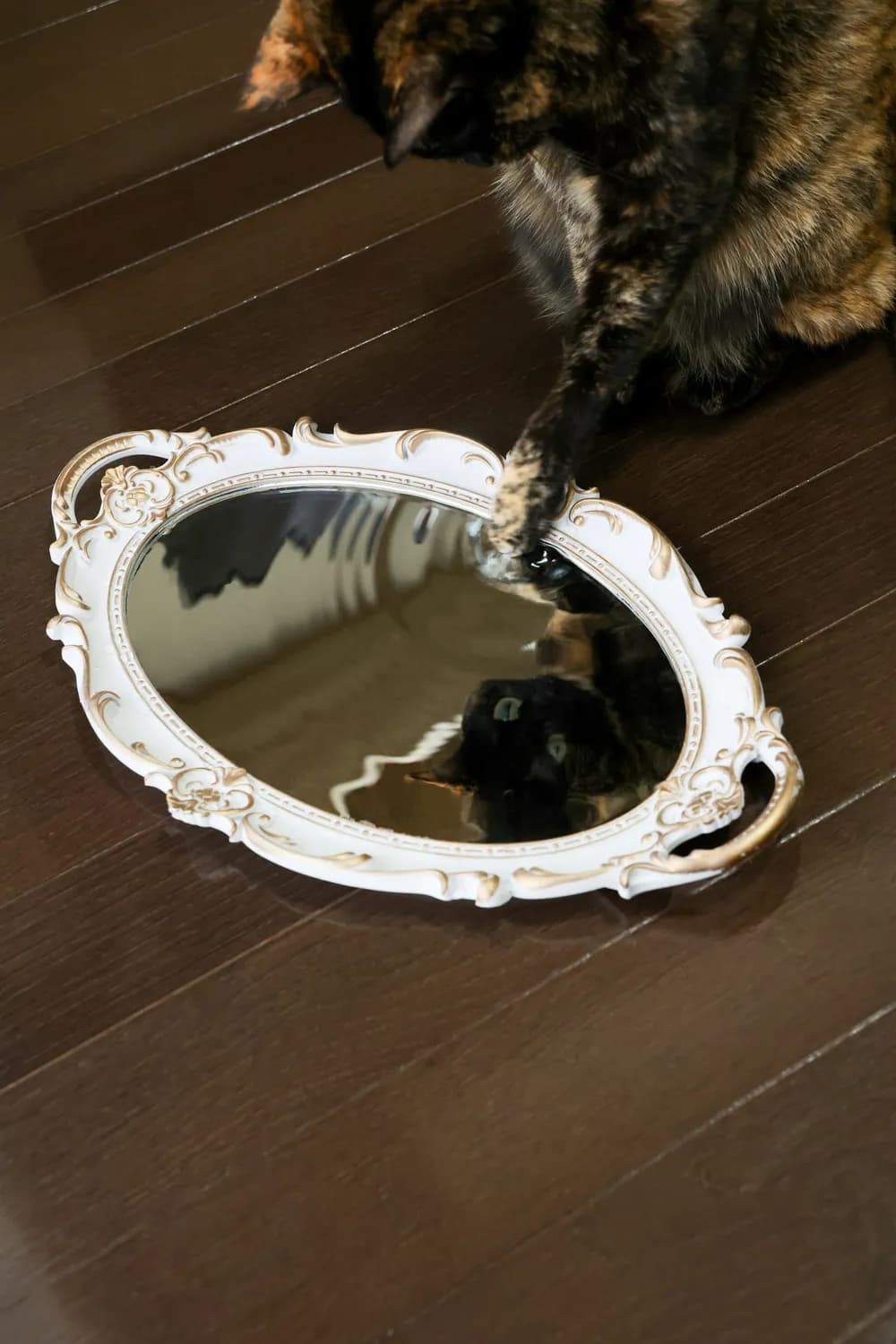 猫咪自我认知揭秘：它们真的知道自己是谁吗？