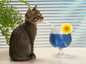 猫咪领地是猫生活的范围，通过尿液、毛发等标记确定。