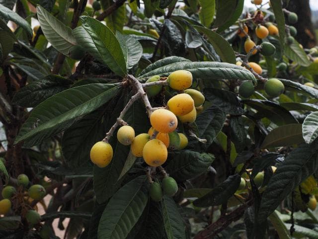 枸杞子种植技术与栽培管理