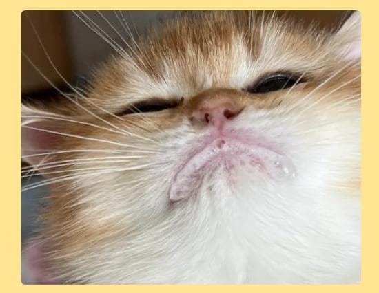 猫咪吐白沫是怎么回事？真相没你想的那么简单！