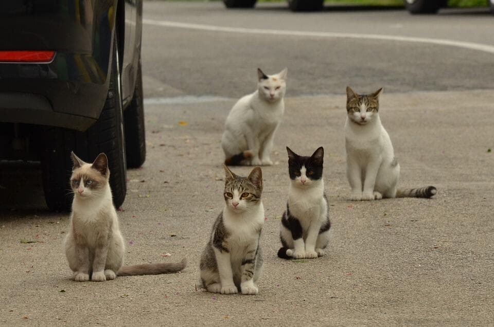 什么？不用手术只要打个针就能给猫绝育？