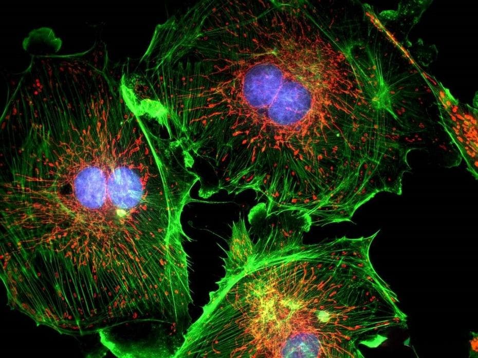 微观世界显真容：质谱成像助力生物医学研究