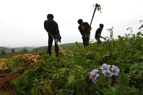 马铃薯是什么时候传入中国的 马铃薯起源于哪个国家
