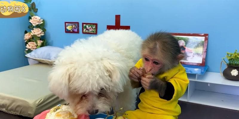 狗狗可以吃煎鸡蛋吗？科学喂食指南