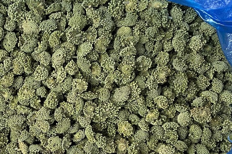 三七花选购指南：教你辨别优质三七花