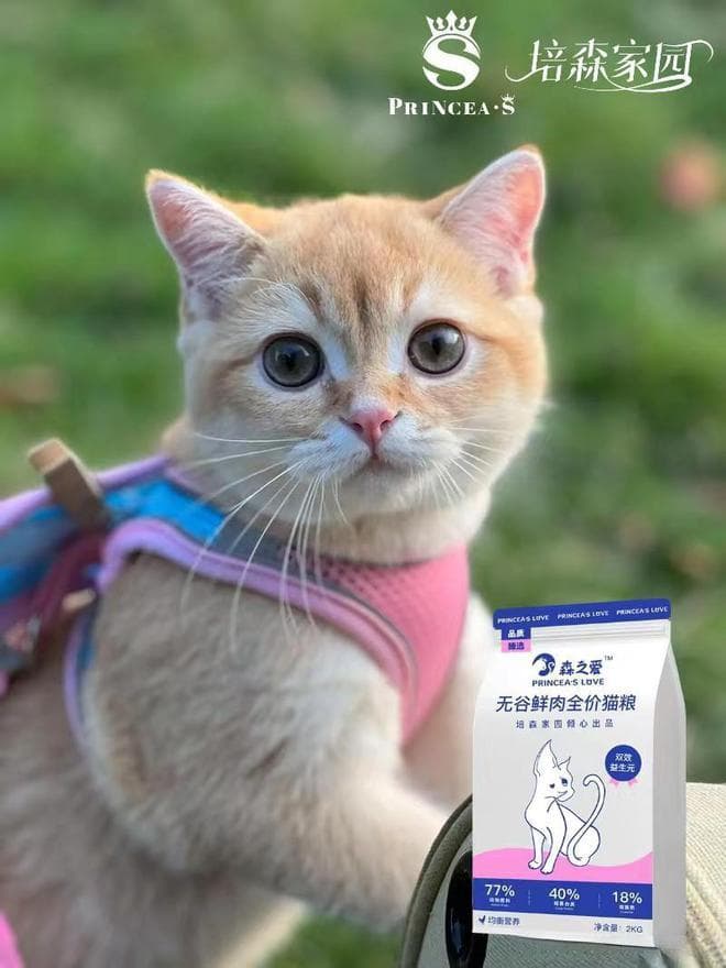 安抚猫咪的小妙招