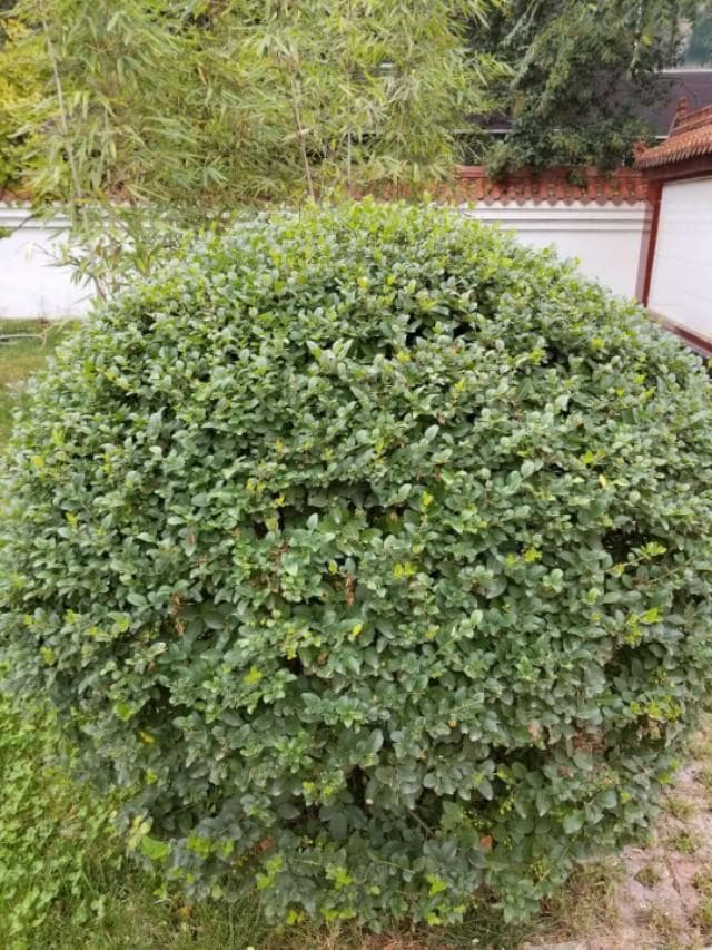黄豆水属于磷肥还是氮肥（自制氮肥最简单的方法）