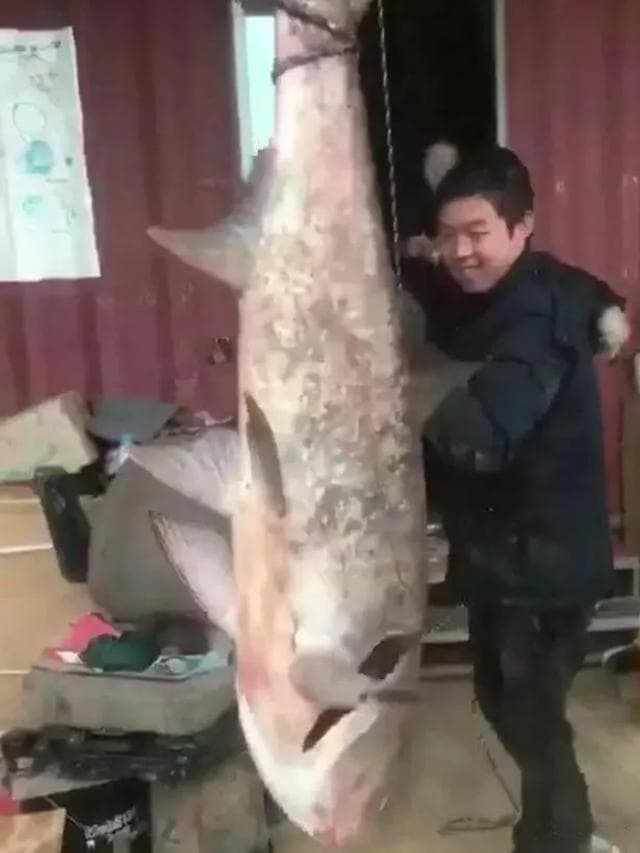 壮观！长江江苏段出现鲢鳙阵，大鱼肥如猪，老渔政：30年未见此景