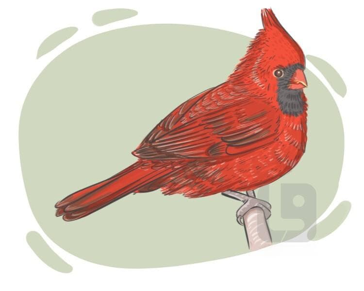 "cardinal"的定义和意义