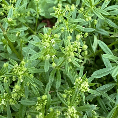 拉拉藤：一种具有清热解毒功效的草本植物