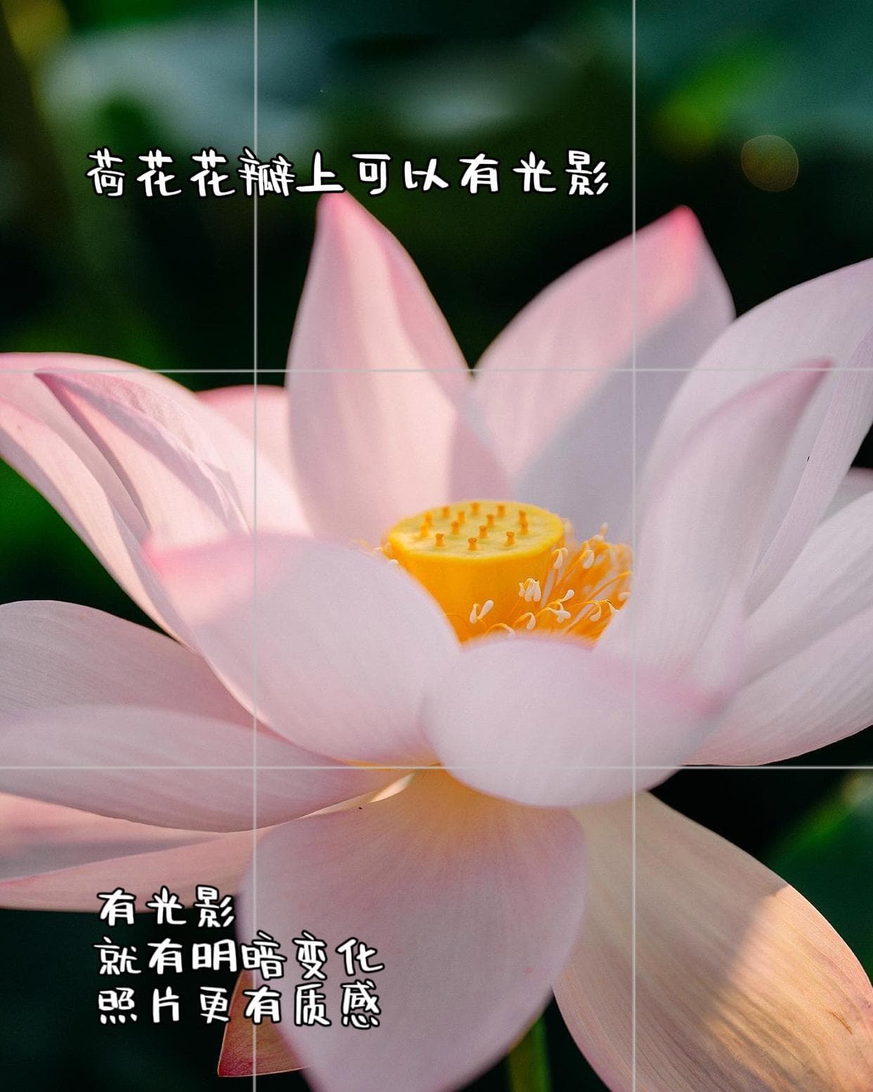 变换思路，荷花还能这么拍，快来学12个拍荷花的技巧