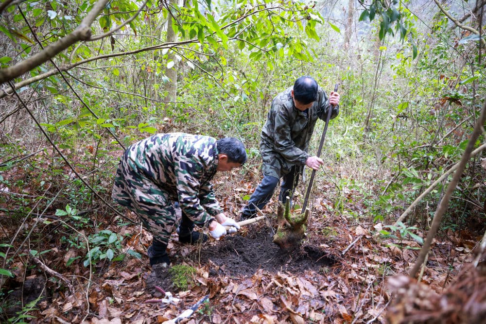 武陵深山根雕匠人的坚守：从捡拾枯木到艺术新生